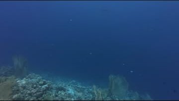 Blue water along the reef wall