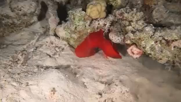Spanish dancer on a night dive