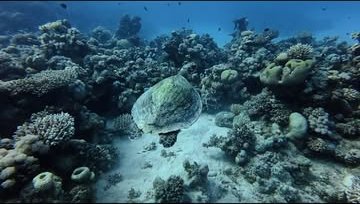 Turtle resting in the coral