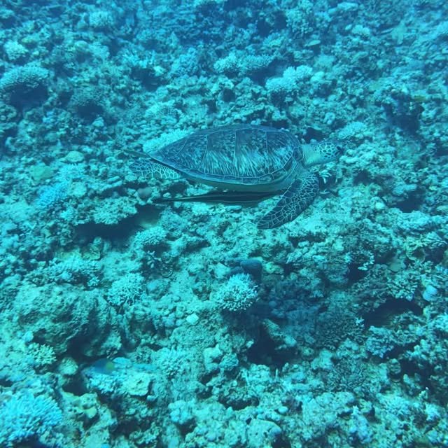Green turtle on a Dahab reef